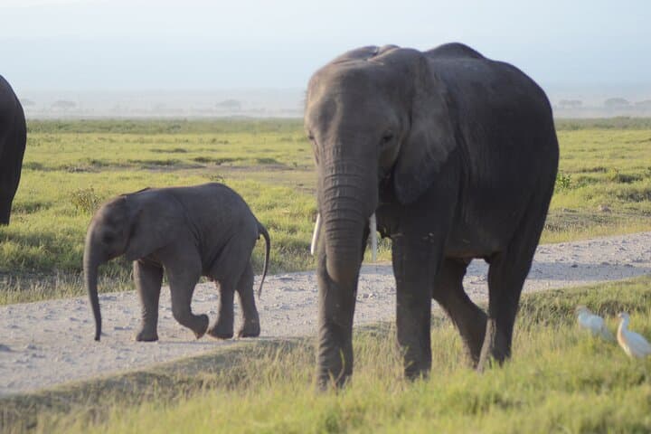 3-Day Amboseli & Tsavo Safari from Diani Beach — Big Cats, Elephants & Kilimanjaro Views photo 5