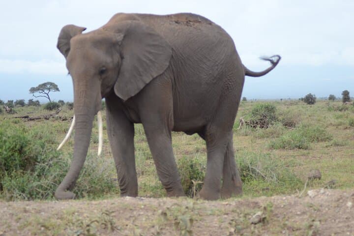 4-Day Safari from Diani: Tsavo & Amboseli Big-Game Circuit