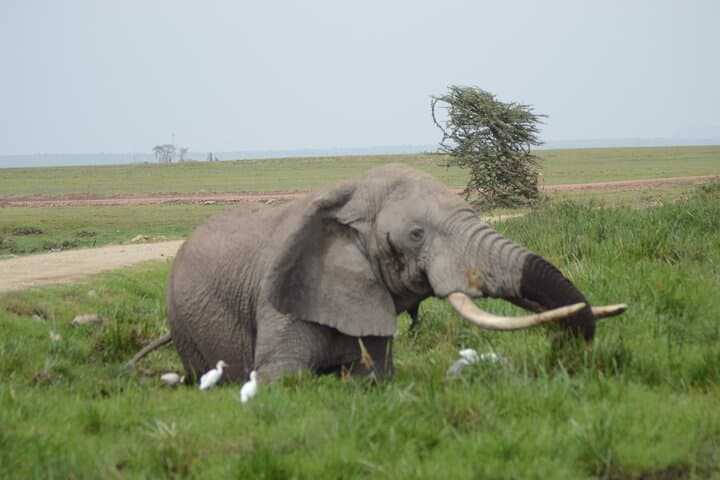 4-Day Safari from Diani: Tsavo & Amboseli Big-Game Circuit photo 4