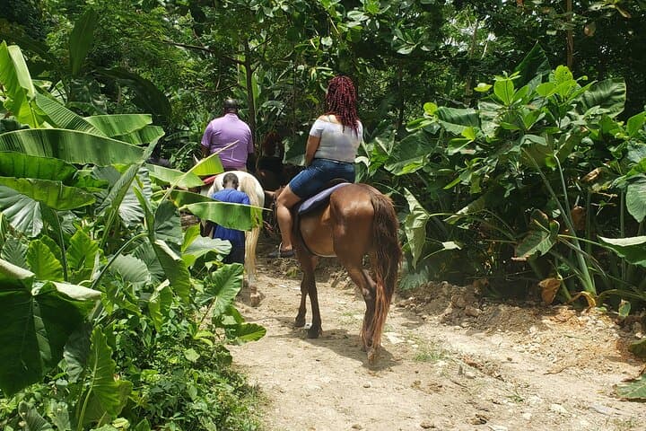 Horseback Ride and Swim plus Dunn's River Falls Day Trip from Montego Bay