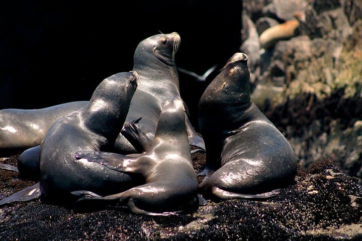 Swim with Sea Lions at Palomino Islands — Lima’s Wild Marine Encounter photo 3