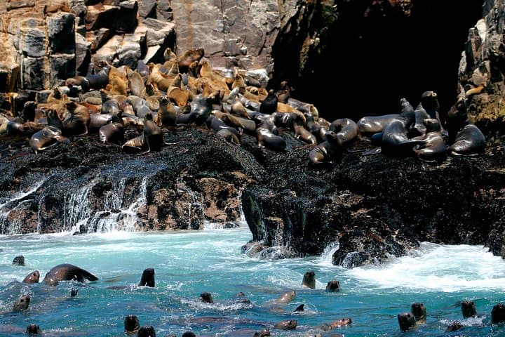 Swim with Sea Lions at Palomino Islands — Lima’s Wild Marine Encounter photo 2