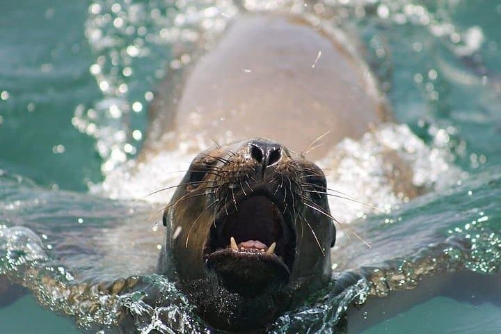Swim with Sea Lions at Palomino Islands — Lima’s Wild Marine Encounter photo 4
