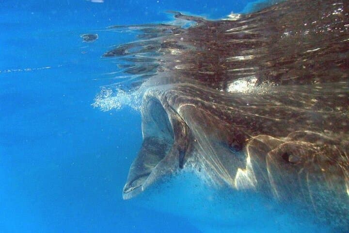 Snorkel with Whale Sharks from Tulum — Day Trip to Isla Mujeres