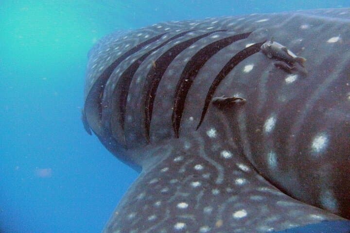 Snorkel with Whale Sharks from Tulum — Day Trip to Isla Mujeres photo 4