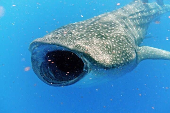 Snorkel with Whale Sharks from Tulum — Day Trip to Isla Mujeres photo 2