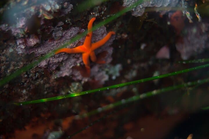Sitka Magic Island Snorkel Tour — Cold-Water Marine Life in Sitka Sound photo 3