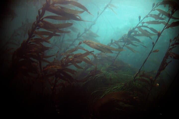 Sitka Magic Island Snorkel Tour — Cold-Water Marine Life in Sitka Sound photo 4