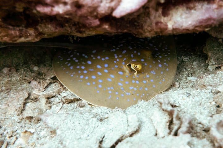 Try Scuba Diving on Koh Tao: One-Day Beginner Dive to 12m photo 6