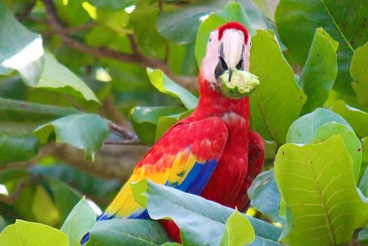 5-Day Costa Rica Adventure from San José — Volcanoes, Rainforests & Tortuga Island photo 2