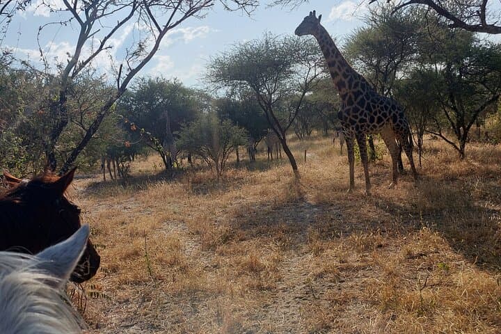 Maun Horse Riding Safari — Guided Horseback Game Ride Outside Maun, Botswana photo 4