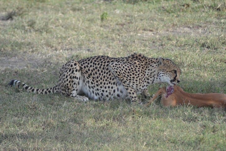 3-Day Masai Mara Safari: Wildebeest Crossings, Big Cats & Mara River Game Drives photo 1