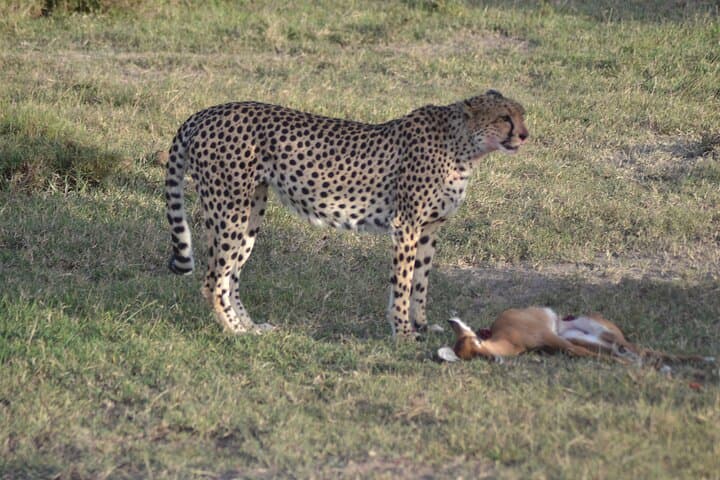 3-Day Masai Mara Safari: Wildebeest Crossings, Big Cats & Mara River Game Drives photo 2