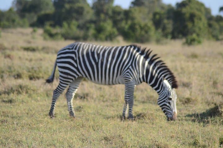 3-Day Masai Mara Safari: Wildebeest Crossings, Big Cats & Mara River Game Drives photo 3