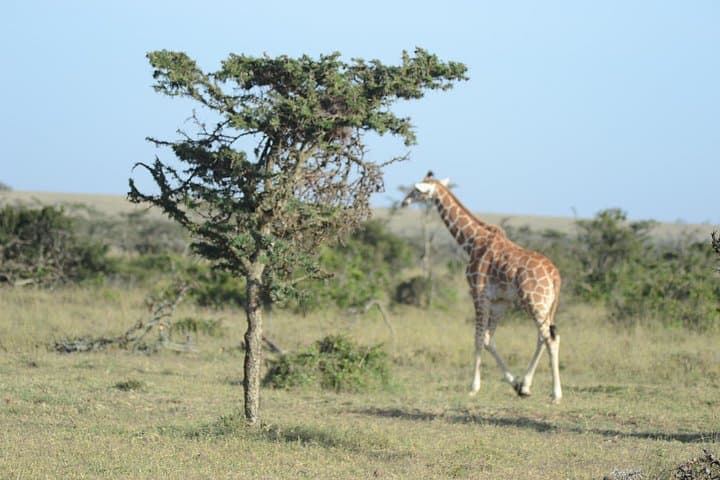 3-Day Masai Mara Safari: Wildebeest Crossings, Big Cats & Mara River Game Drives photo 4