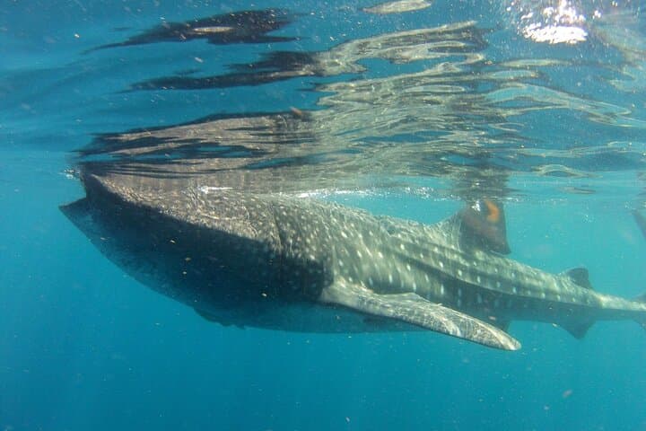Whale Shark Snorkel from Cancun — Small-Group Boat Tour with Reef Stop photo 2