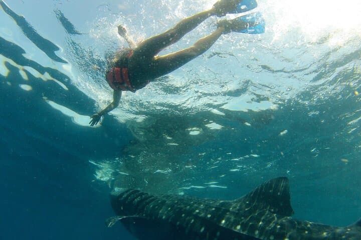 Whale Shark Snorkel from Cancun — Small-Group Boat Tour with Reef Stop photo 3
