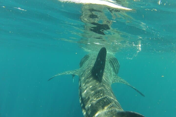 Whale Shark Snorkel from Cancun — Small-Group Boat Tour with Reef Stop photo 4