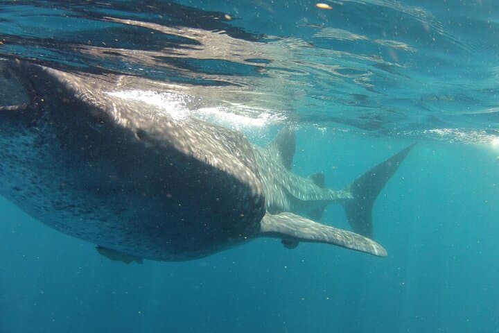 Whale Shark Snorkel from Cancun — Small-Group Boat Tour with Reef Stop photo 5