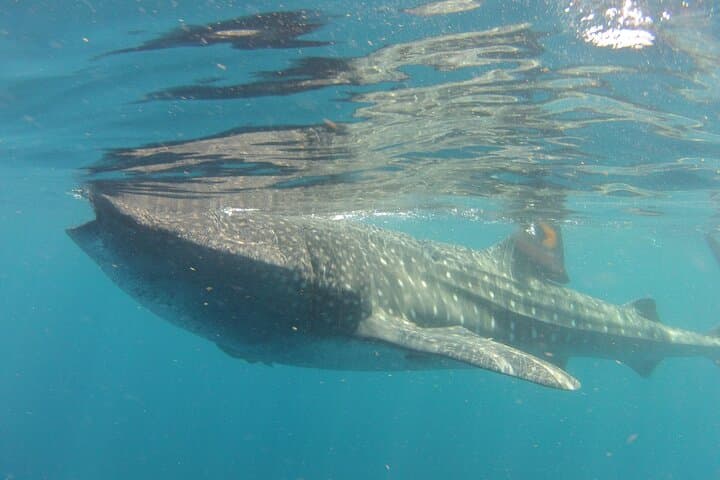 Whale Shark Snorkel from Cancun — Small-Group Boat Tour with Reef Stop photo 6