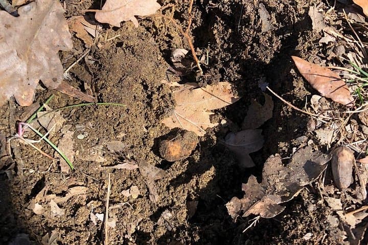 Truffle Hunting in San Miniato: Guided Dog-Led Walk & Tasting in Tuscany photo 3