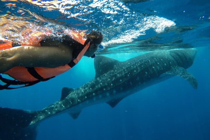 Swim with Whale Sharks from Holbox Island: Day-Trip Guide photo 5