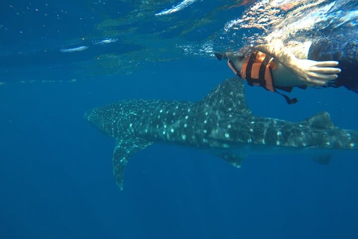 Swim with Whale Sharks from Holbox Island: Day-Trip Guide photo 3