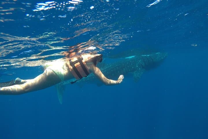 Swim with Whale Sharks from Holbox Island: Day-Trip Guide photo 6