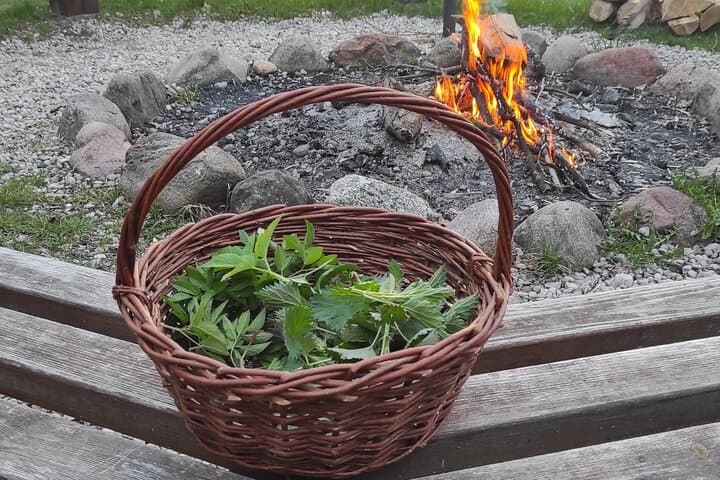 Foraging Walk & Wild-Food Workshop near Warsaw — Herbal Walk in the Kampinos Area photo 2