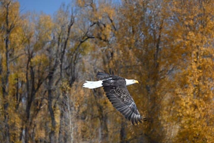 Half-Day Driftboat Fly Fishing on the Snake River — Jackson Hole photo 5