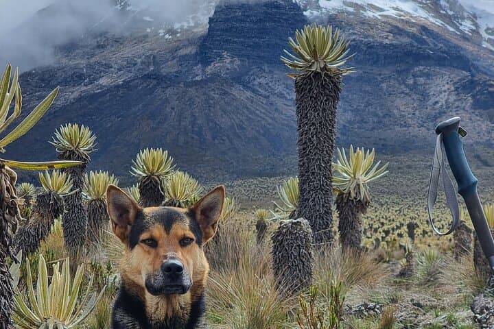Summit Nevado del Tolima: 4-Day Volcano Trek from Ibagué photo 2