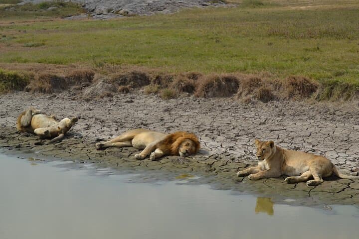 7-Day North Tanzania Classic Safari — Serengeti, Ngorongoro & Tarangire in One Week photo 6