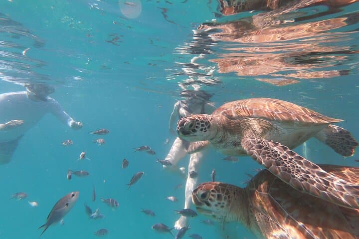 3-Hour Catamaran Sail & Snorkel with Sea Turtles on Barbados’ West Coast