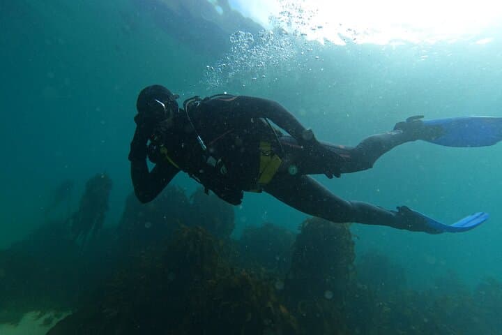 Beginner Scuba Diving in Simon's Town: Kelp Forest Dives with Seals & Penguins photo 2