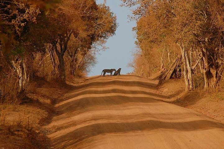Yala Safari from Nuwara Eliya: Full-Day Leopard & Wildlife Safari photo 5