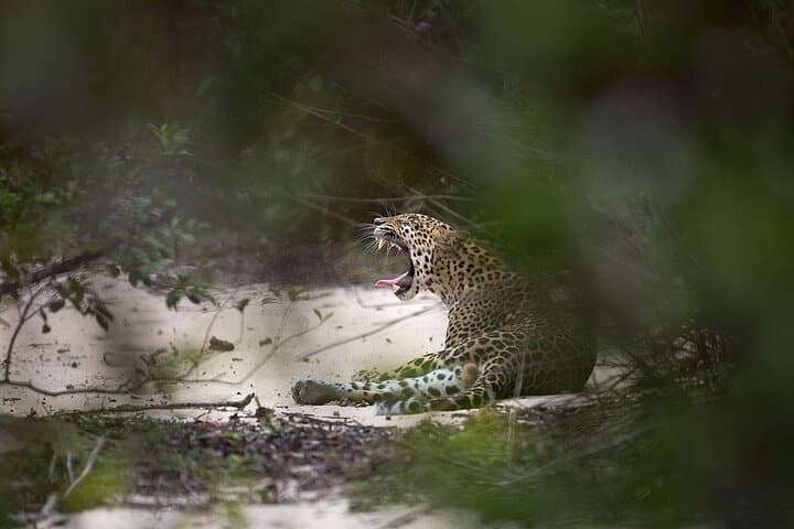 Yala Safari from Nuwara Eliya: Full-Day Leopard & Wildlife Safari photo 2