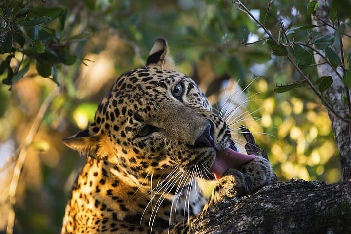 Full-Day Yala National Park Safari from Bentota — Leopards, Sloth Bears & Coastal Plains photo 4