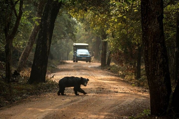 Full-Day Yala National Park Safari from Bentota — Leopards, Sloth Bears & Coastal Plains photo 6