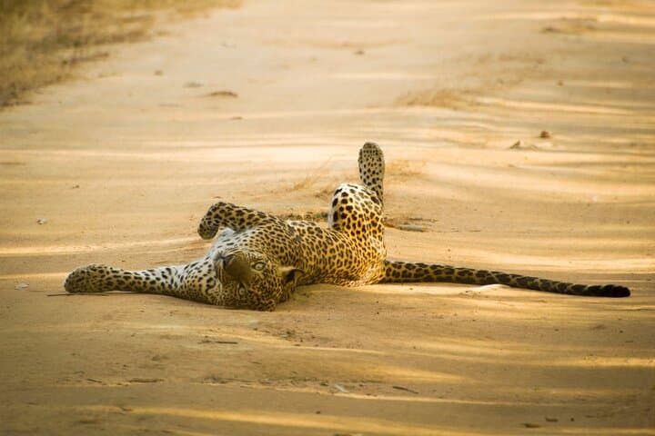 Yala National Park Safari from Tangalle: Full-Day Leopard & Wildlife Jeep Safari photo 4