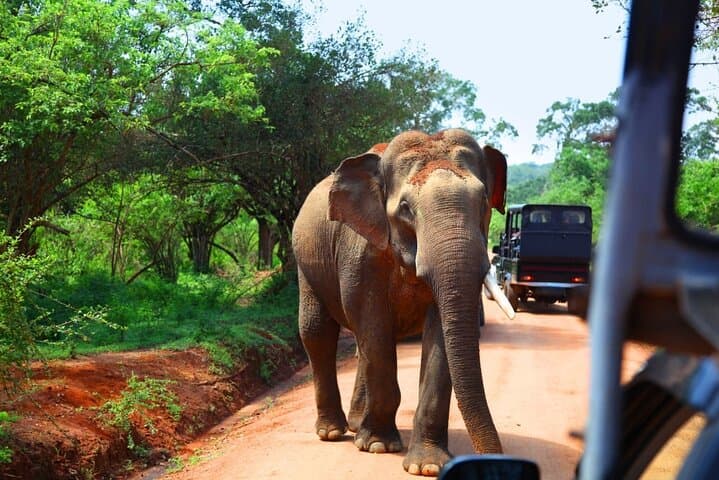Yala Safari from Nuwara Eliya: Full-Day Leopard & Wildlife Safari photo 4