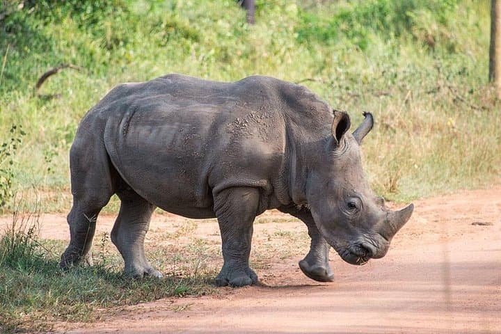 Full-Day Ziwa Rhino Trek: Private Rhino Sanctuary Tour from Kampala photo 2