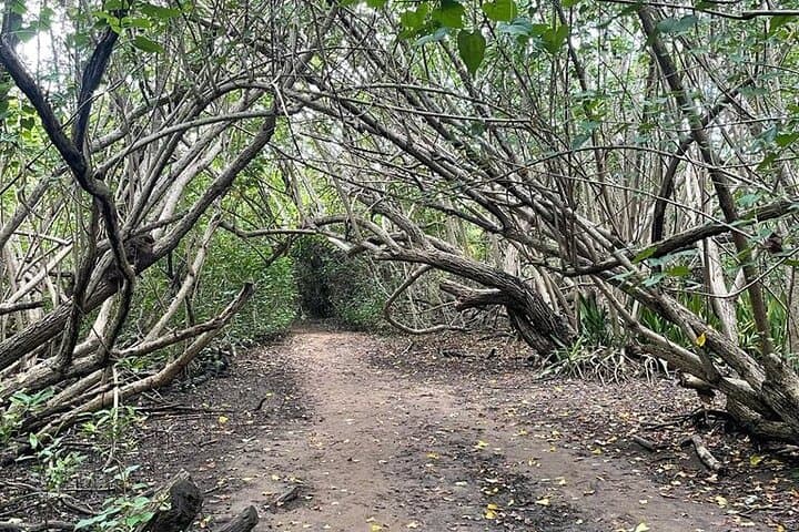 East Puerto Rico Full-Day Private Beach and River Tour from San Juan photo 2