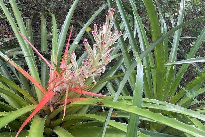 East Puerto Rico Full-Day Private Beach and River Tour from San Juan photo 4