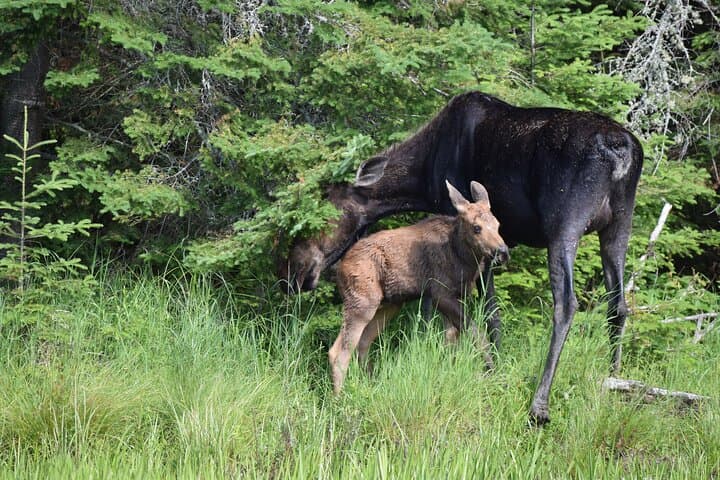 Algonquin Park 3-Day Deluxe Canoe & Backcountry Camping Adventure photo 5