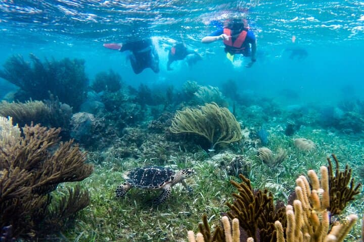 Private Puerto Morelos Reef Snorkel — 2x40-Min Sessions in the National Marine Park photo 2
