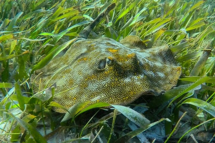 Private Puerto Morelos Reef Snorkel — 2x40-Min Sessions in the National Marine Park photo 4