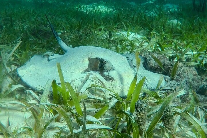 Private Puerto Morelos Reef Snorkel — 2x40-Min Sessions in the National Marine Park photo 5