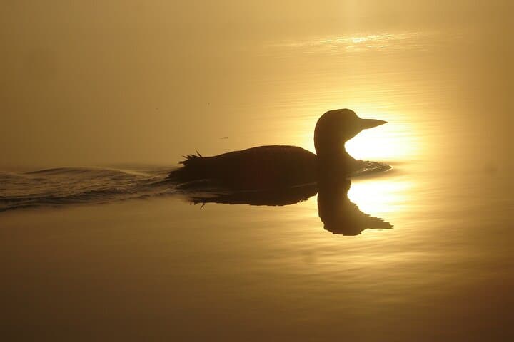 Algonquin Park 4-Day Deluxe Canoe & Backcountry Camping Adventure photo 6
