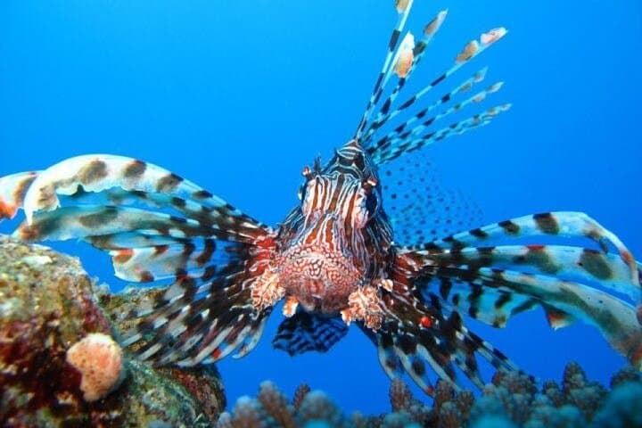 Ras Mohamed Half-Day Snorkel from Sharm el-Sheikh: Red Sea Reefs & Desert Headland photo 3