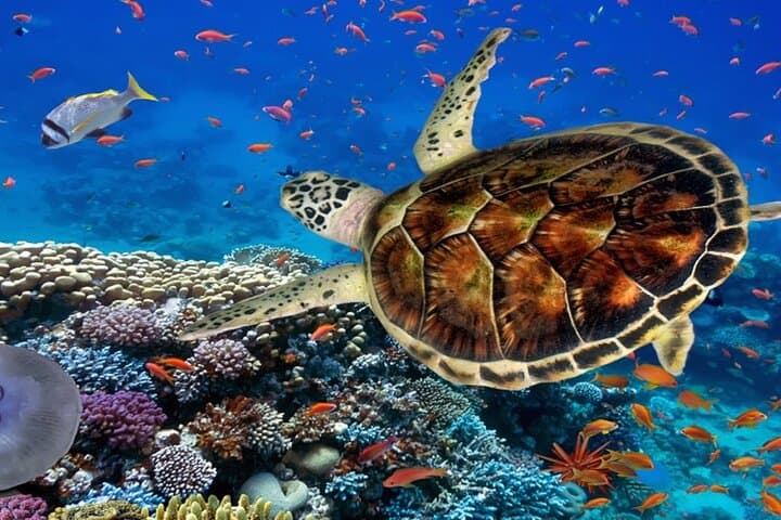 Ras Mohamed Half-Day Snorkel from Sharm el-Sheikh: Red Sea Reefs & Desert Headland photo 5